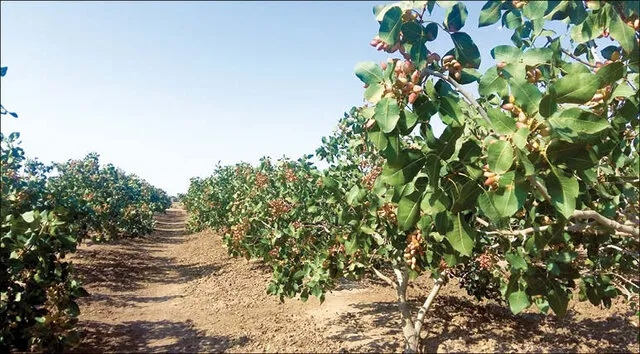 پسته خراسان رضوی