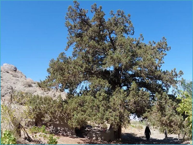 درخت ارس